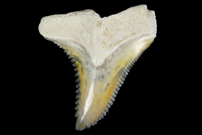 Fossil Shark Tooth (Hemipristis) - Bone Valley, Florida #113840